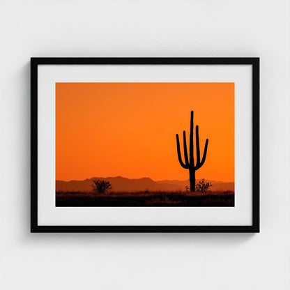 towering-saguaro-cactus-at-sunset-glowing-orange 24x18-black frame frame