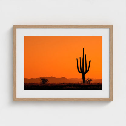 towering-saguaro-cactus-at-sunset-glowing-orange 24x18-natural frame frame