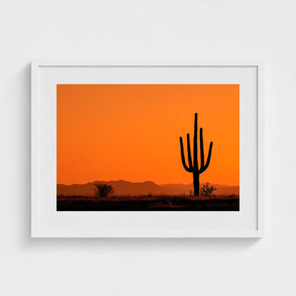 towering-saguaro-cactus-at-sunset-glowing-orange 24x18-white frame frame