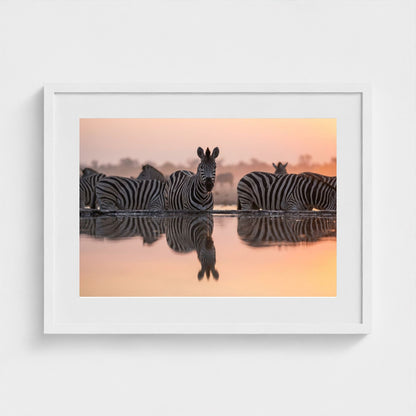 watering-hole 24x18-white frame frame