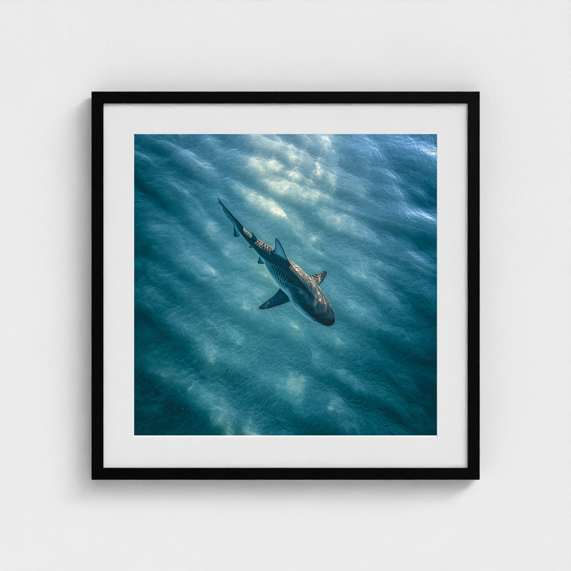 httpss.mj.runchkwm-9oem-shark-swimming-alone-in 24x24-black frame frame