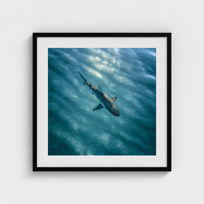 httpss.mj.runchkwm-9oem-shark-swimming-alone-in 24x24-black frame frame