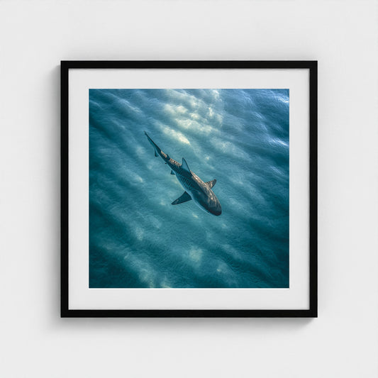 httpss.mj.runchkwm-9oem-shark-swimming-alone-in 24x24-black frame frame