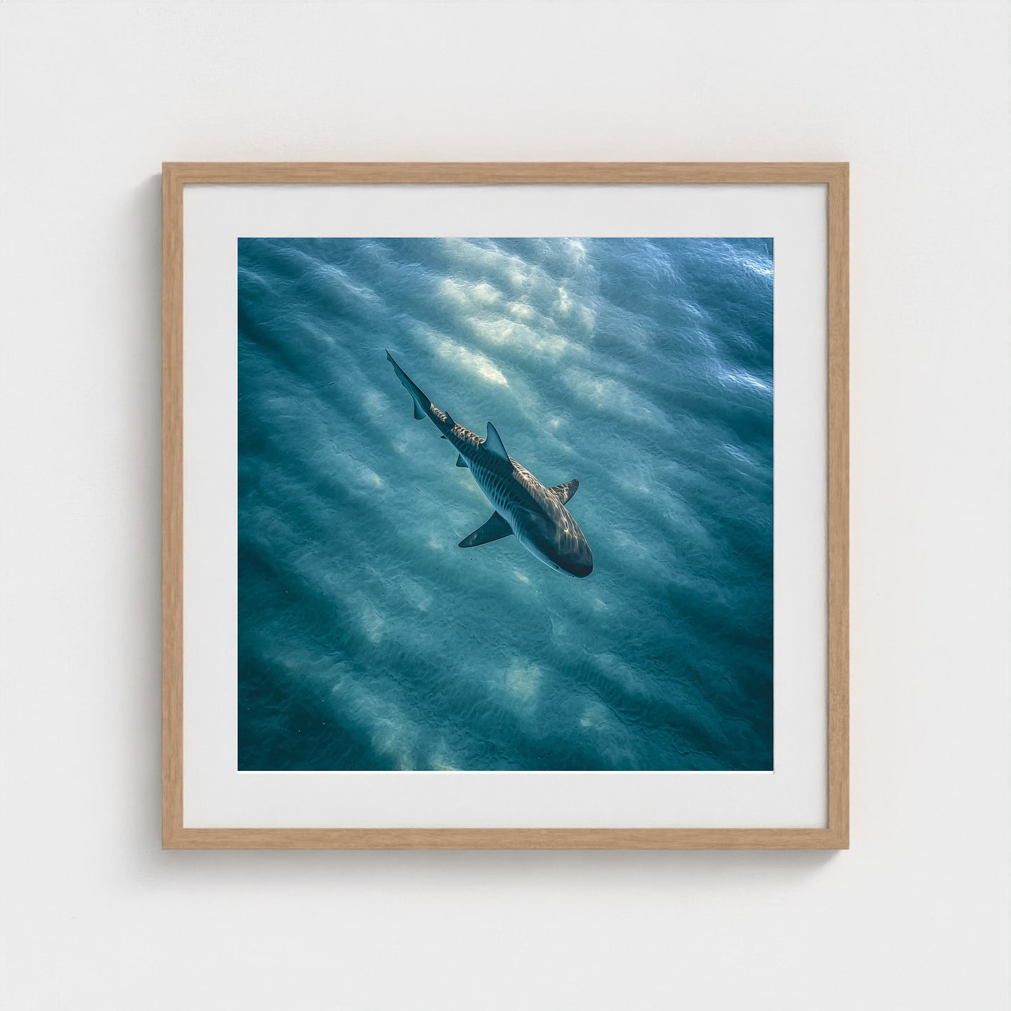 httpss.mj.runchkwm-9oem-shark-swimming-alone-in 24x24-natural frame frame