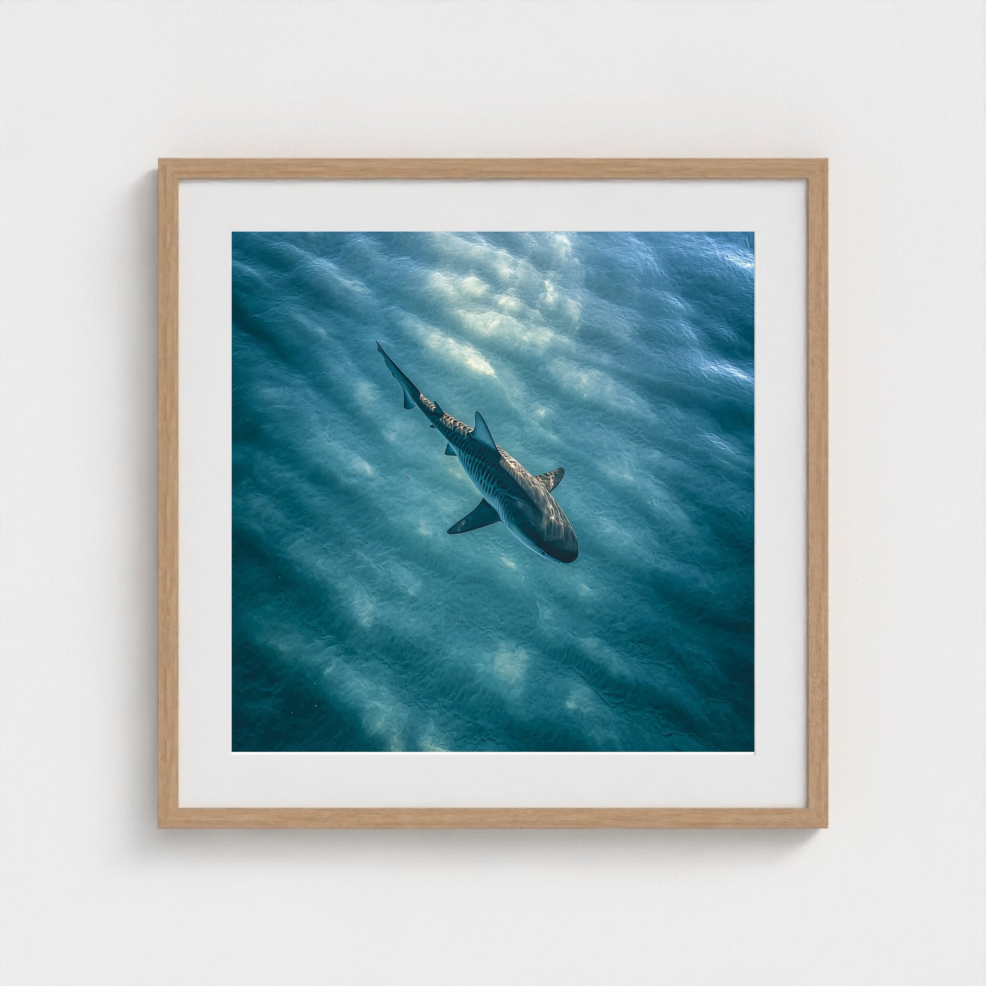 httpss.mj.runchkwm-9oem-shark-swimming-alone-in 24x24-natural frame frame