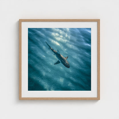 httpss.mj.runchkwm-9oem-shark-swimming-alone-in 24x24-natural frame frame