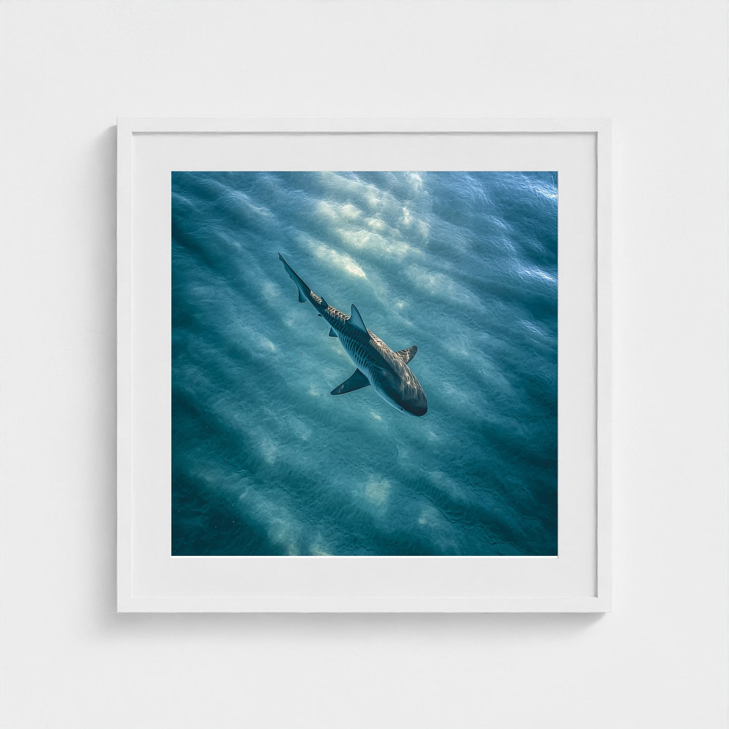 httpss.mj.runchkwm-9oem-shark-swimming-alone-in 24x24-white frame frame