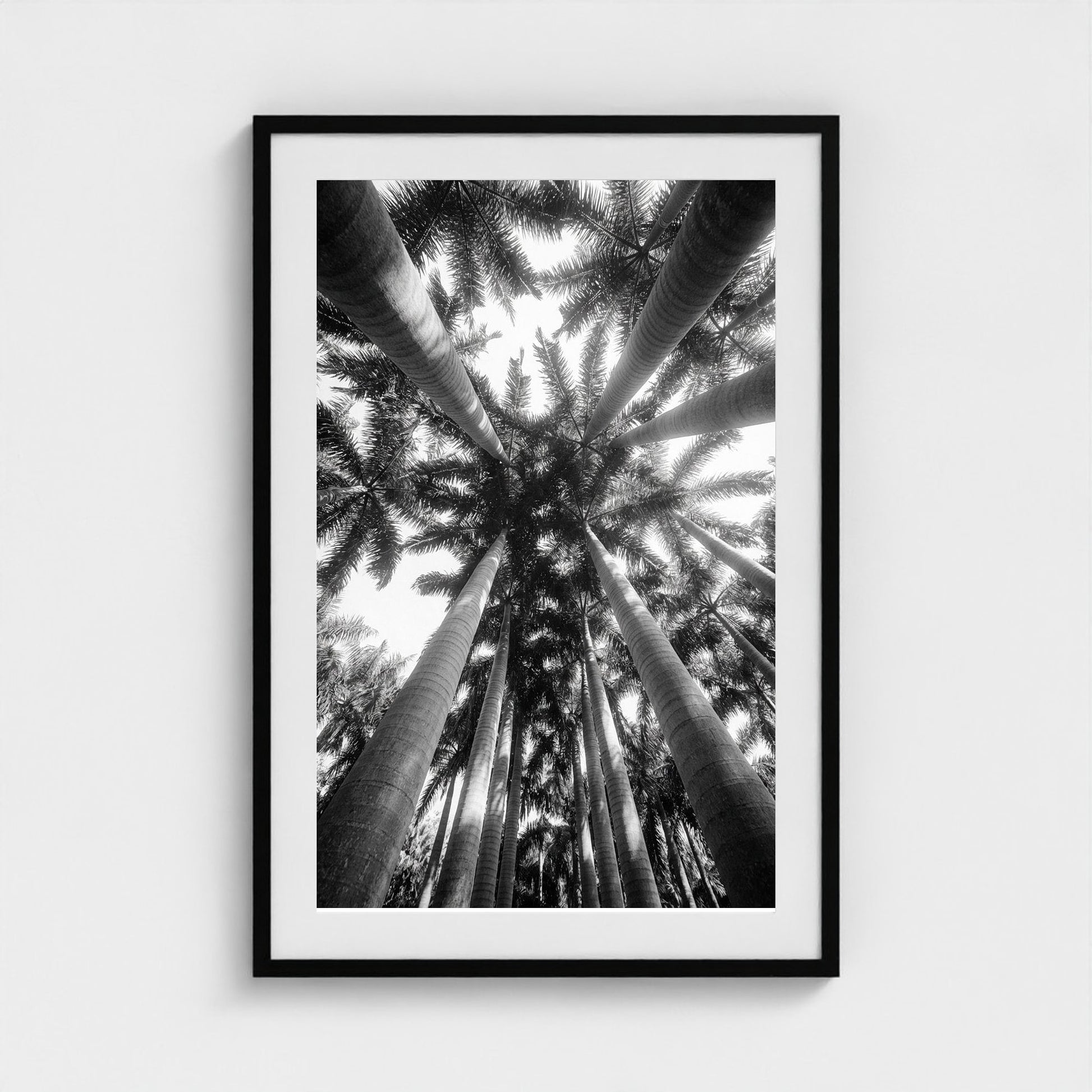 bw-palm-cathedral 24x36-black frame frame