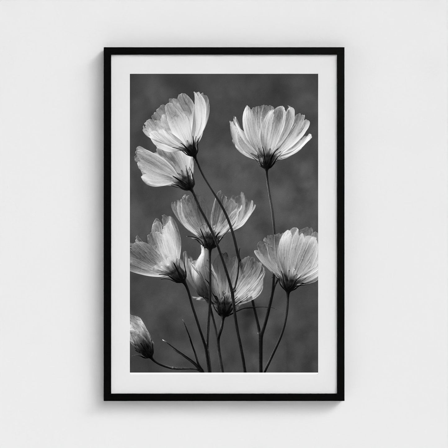 x-ray-floral-study-skeletal-petals-and-stems-lum 24x36-black frame frame