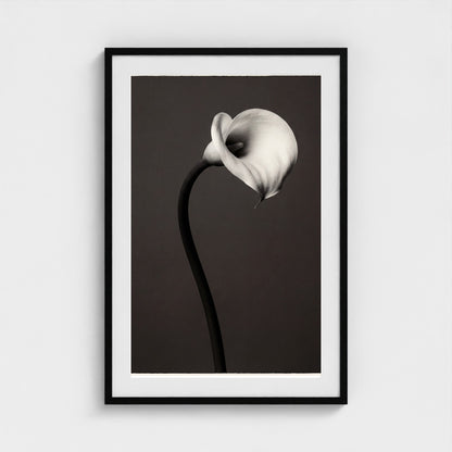 Calla Lily Wall Art — Monochrome Botanical Photography