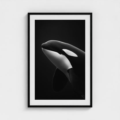 black-and-white-killer-whale-portrait-minimal-back-474a6497- 24x36-black frame frame