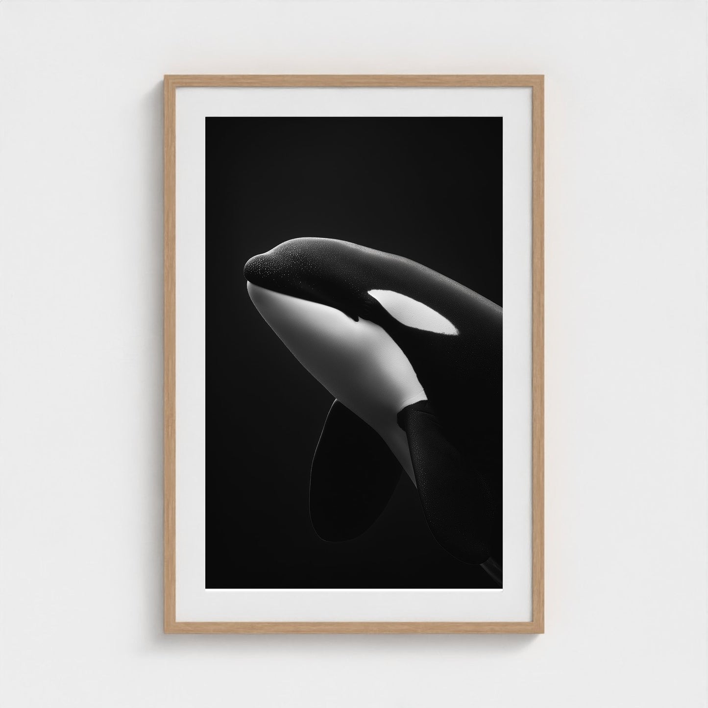 black-and-white-killer-whale-portrait-minimal-back-474a6497- 24x36-natural frame frame