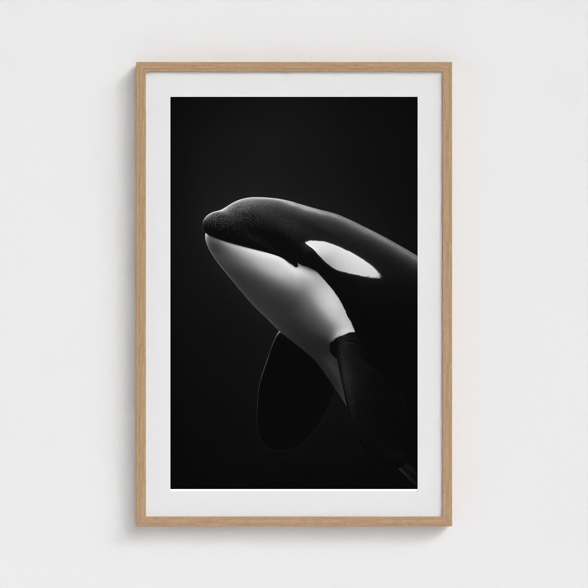 black-and-white-killer-whale-portrait-minimal-back-474a6497- 24x36-natural frame frame
