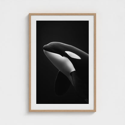 black-and-white-killer-whale-portrait-minimal-back-474a6497- 24x36-natural frame frame