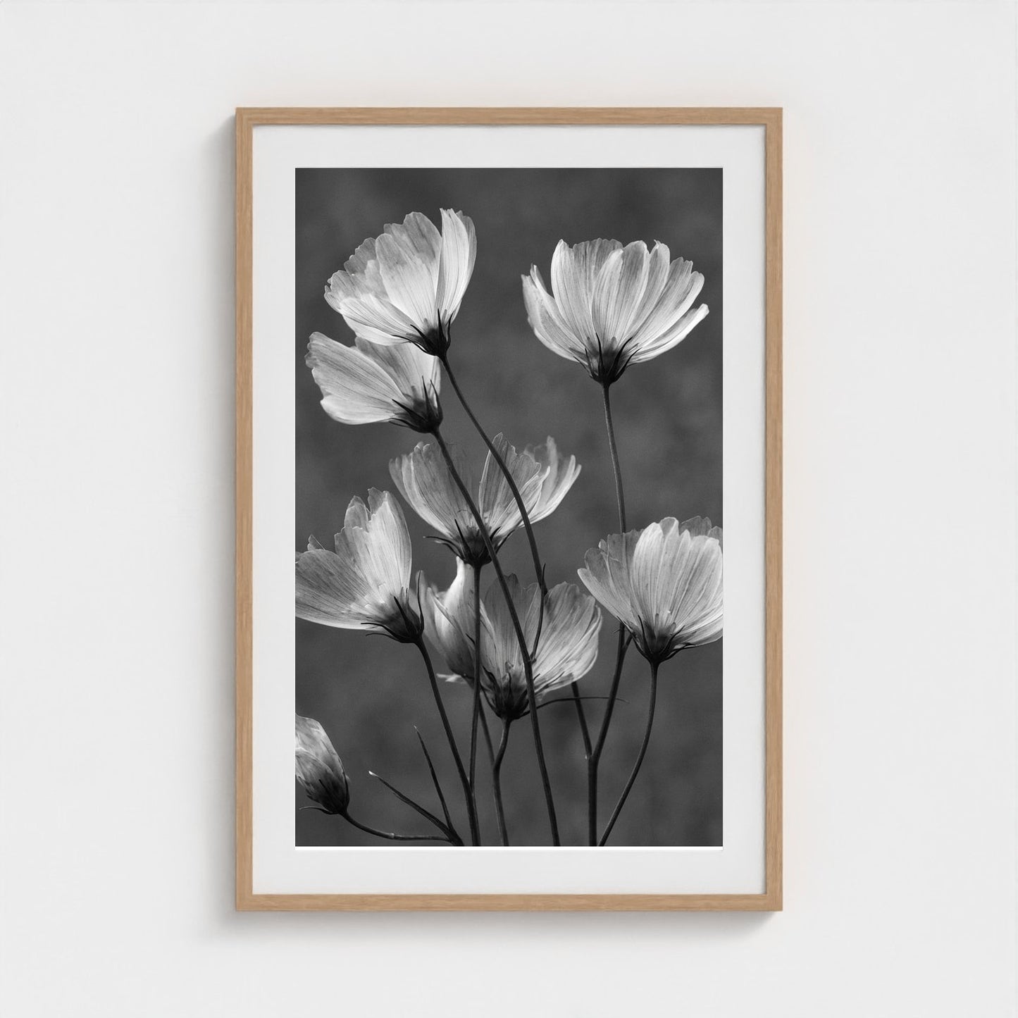 x-ray-floral-study-skeletal-petals-and-stems-lum 24x36-natural frame frame