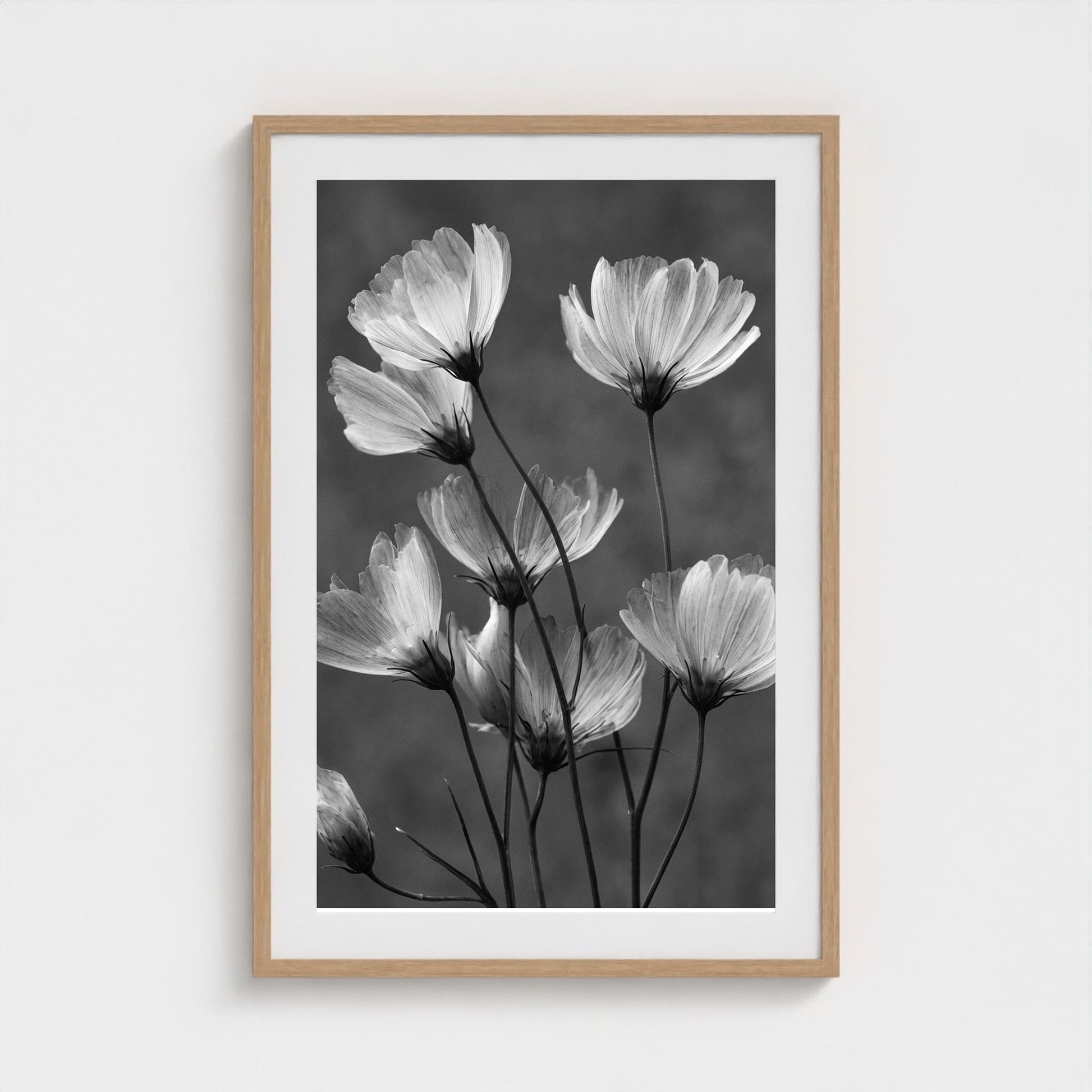 x-ray-floral-study-skeletal-petals-and-stems-lum 24x36-natural frame frame