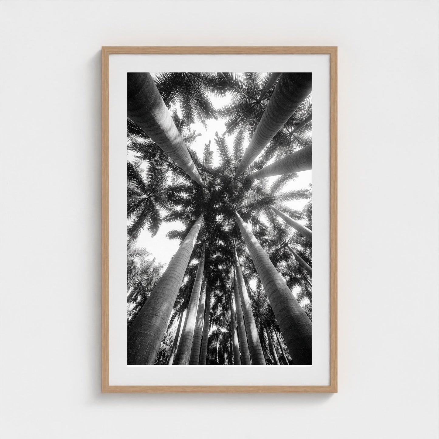 bw-palm-cathedral 24x36-natural frame frame