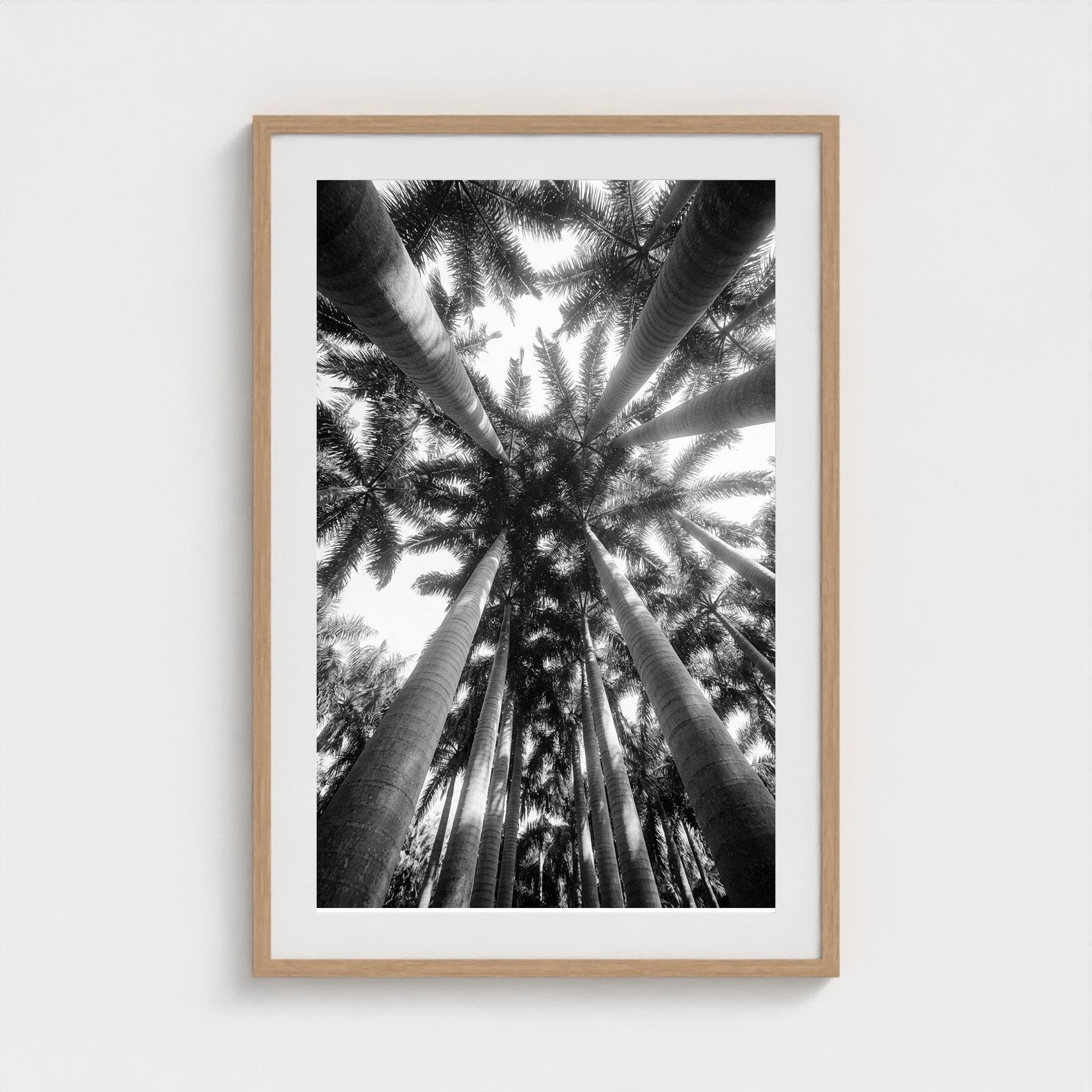 bw-palm-cathedral 24x36-natural frame frame