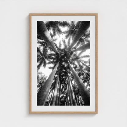 bw-palm-cathedral 24x36-natural frame frame