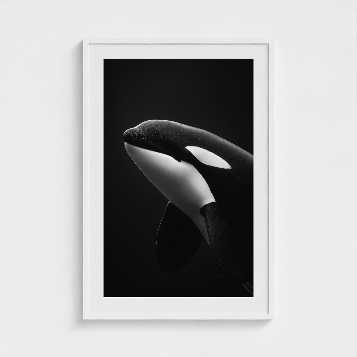 black-and-white-killer-whale-portrait-minimal-back-474a6497- 24x36-white frame frame