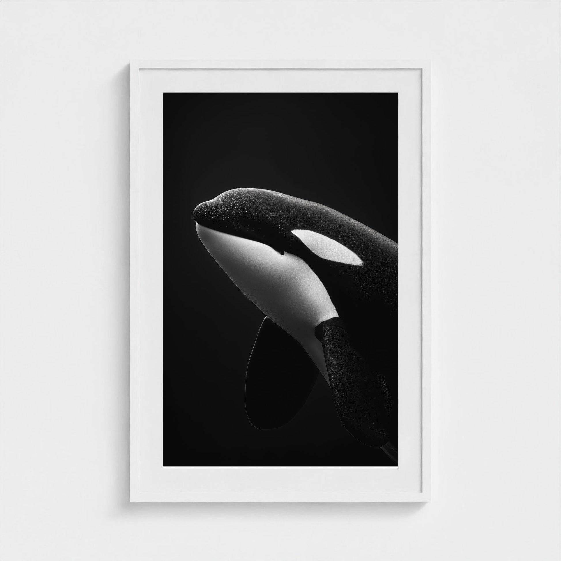 black-and-white-killer-whale-portrait-minimal-back-474a6497- 24x36-white frame frame
