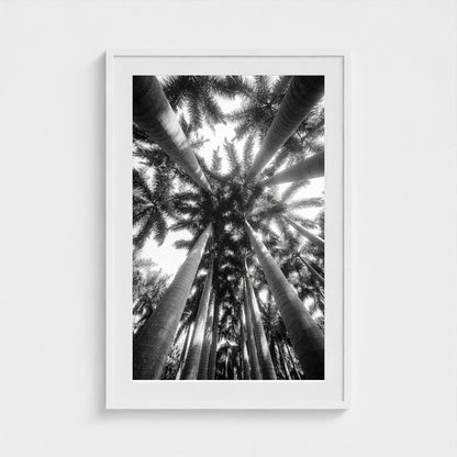 bw-palm-cathedral 24x36-white frame frame