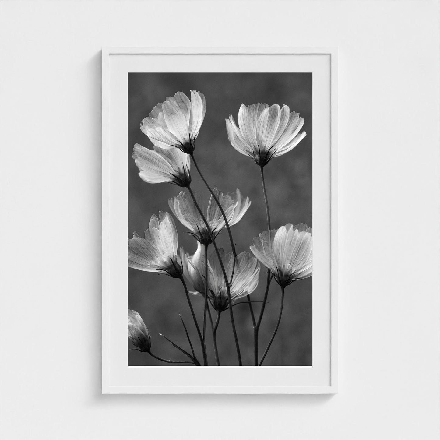 x-ray-floral-study-skeletal-petals-and-stems-lum 24x36-white frame frame