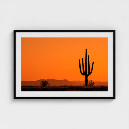 towering-saguaro-cactus-at-sunset-glowing-orange 36x24-black frame frame