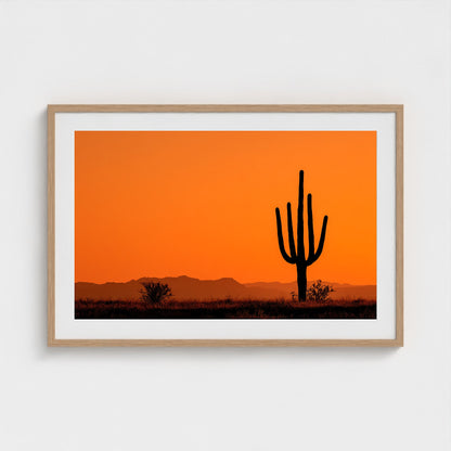 towering-saguaro-cactus-at-sunset-glowing-orange 36x24-natural frame frame