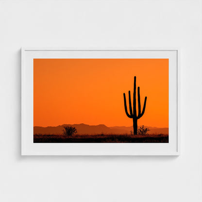 towering-saguaro-cactus-at-sunset-glowing-orange 36x24-white frame frame