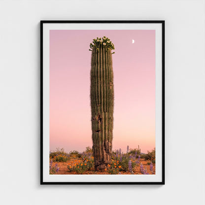 cactus-pink 36x48-black frame frame