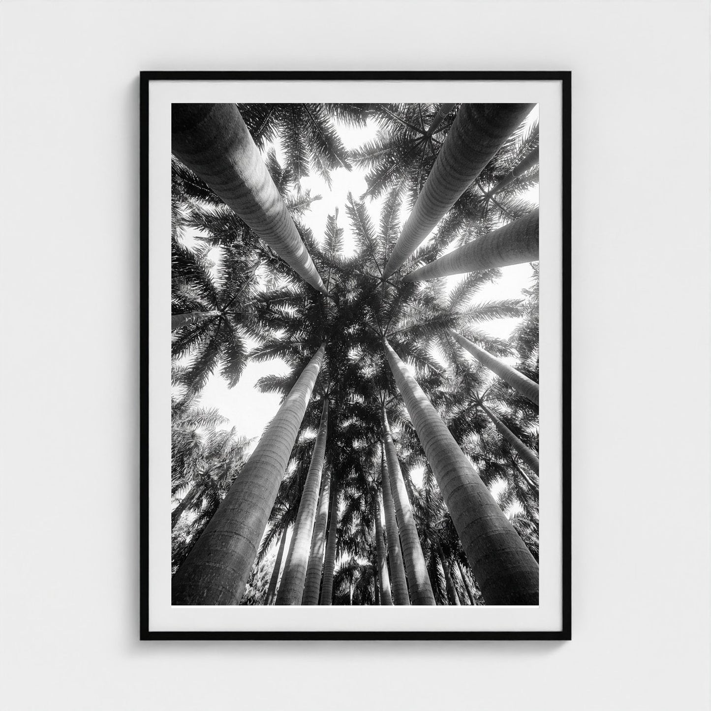 bw-palm-cathedral 36x48-black frame frame