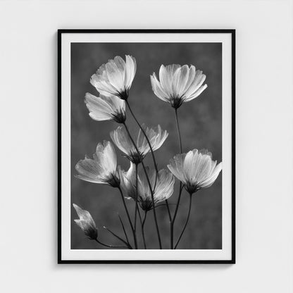 x-ray-floral-study-skeletal-petals-and-stems-lum 36x48-black frame frame