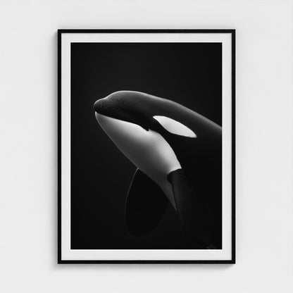black-and-white-killer-whale-portrait-minimal-back-474a6497- 36x48-black frame frame