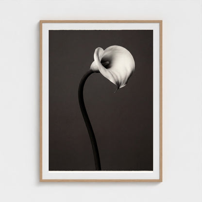 Calla Lily Wall Art — Monochrome Botanical Photography