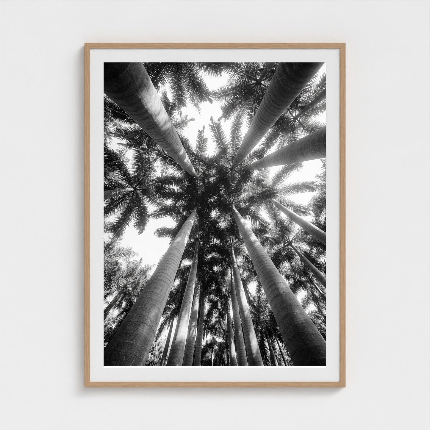 bw-palm-cathedral 36x48-natural frame frame