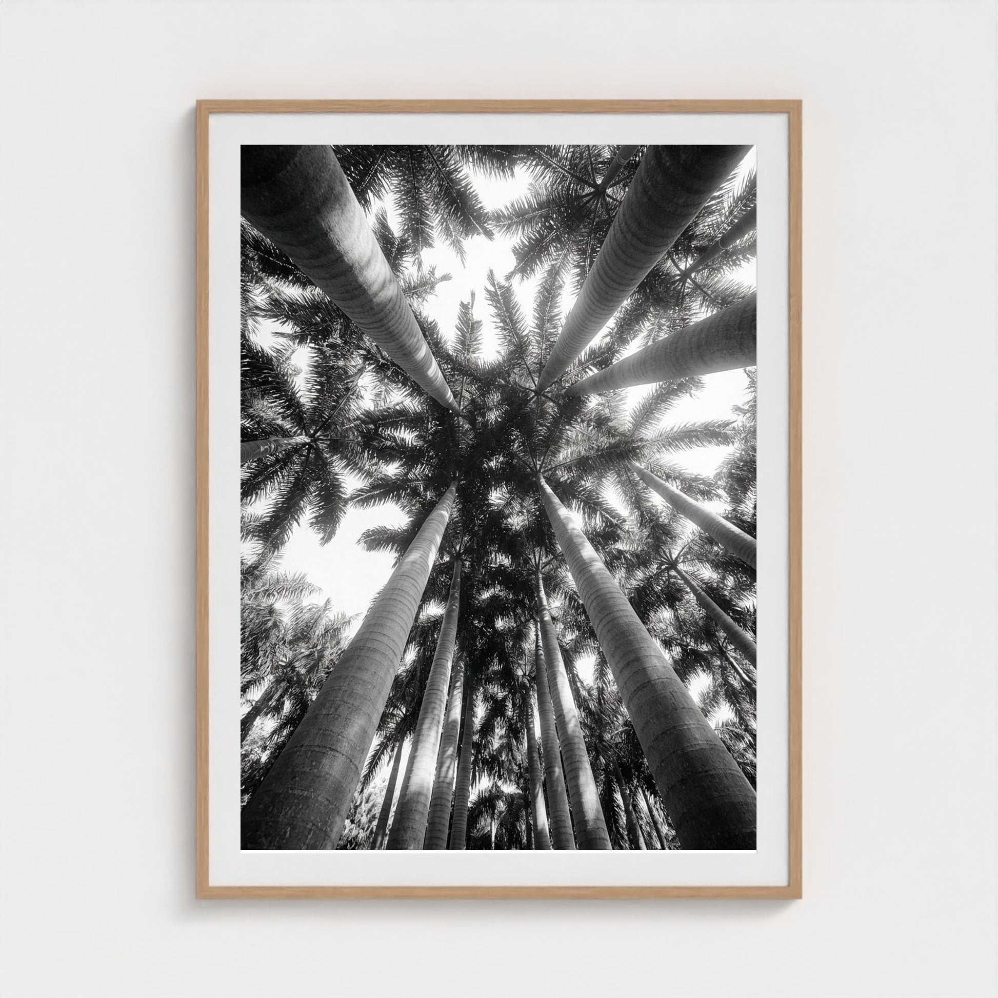 bw-palm-cathedral 36x48-natural frame frame