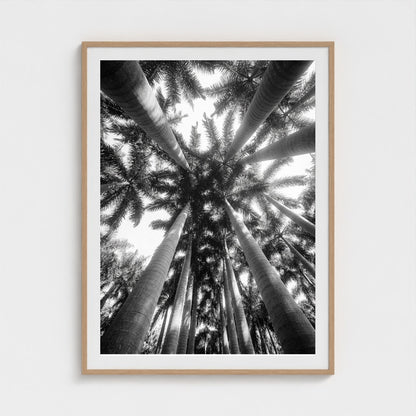 bw-palm-cathedral 36x48-natural frame frame