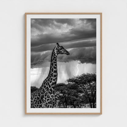 lone-giraffe 36x48-natural frame frame