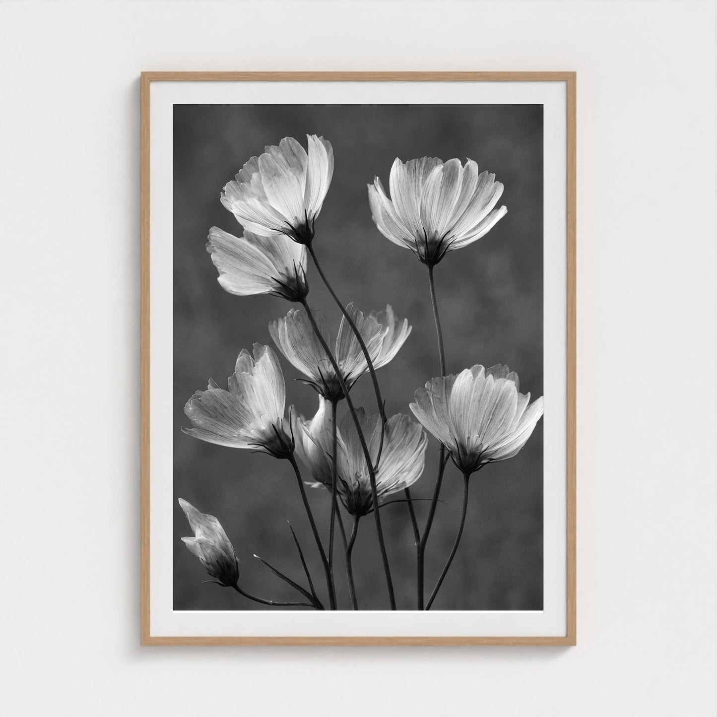 x-ray-floral-study-skeletal-petals-and-stems-lum 36x48-natural frame frame