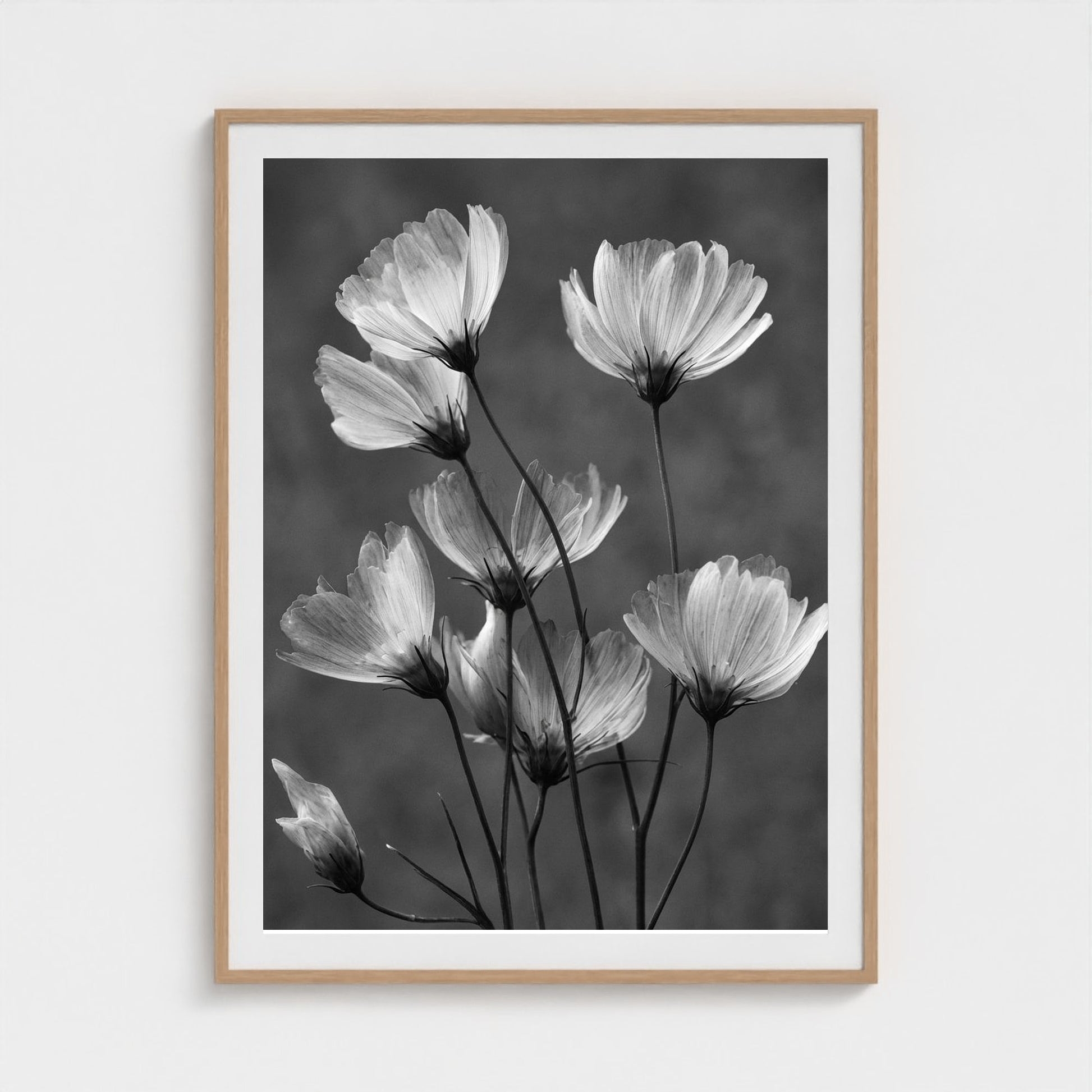 x-ray-floral-study-skeletal-petals-and-stems-lum 36x48-natural frame frame