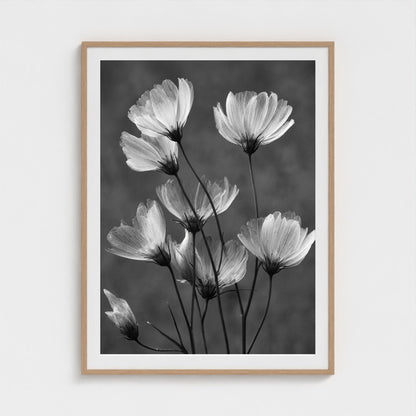 x-ray-floral-study-skeletal-petals-and-stems-lum 36x48-natural frame frame