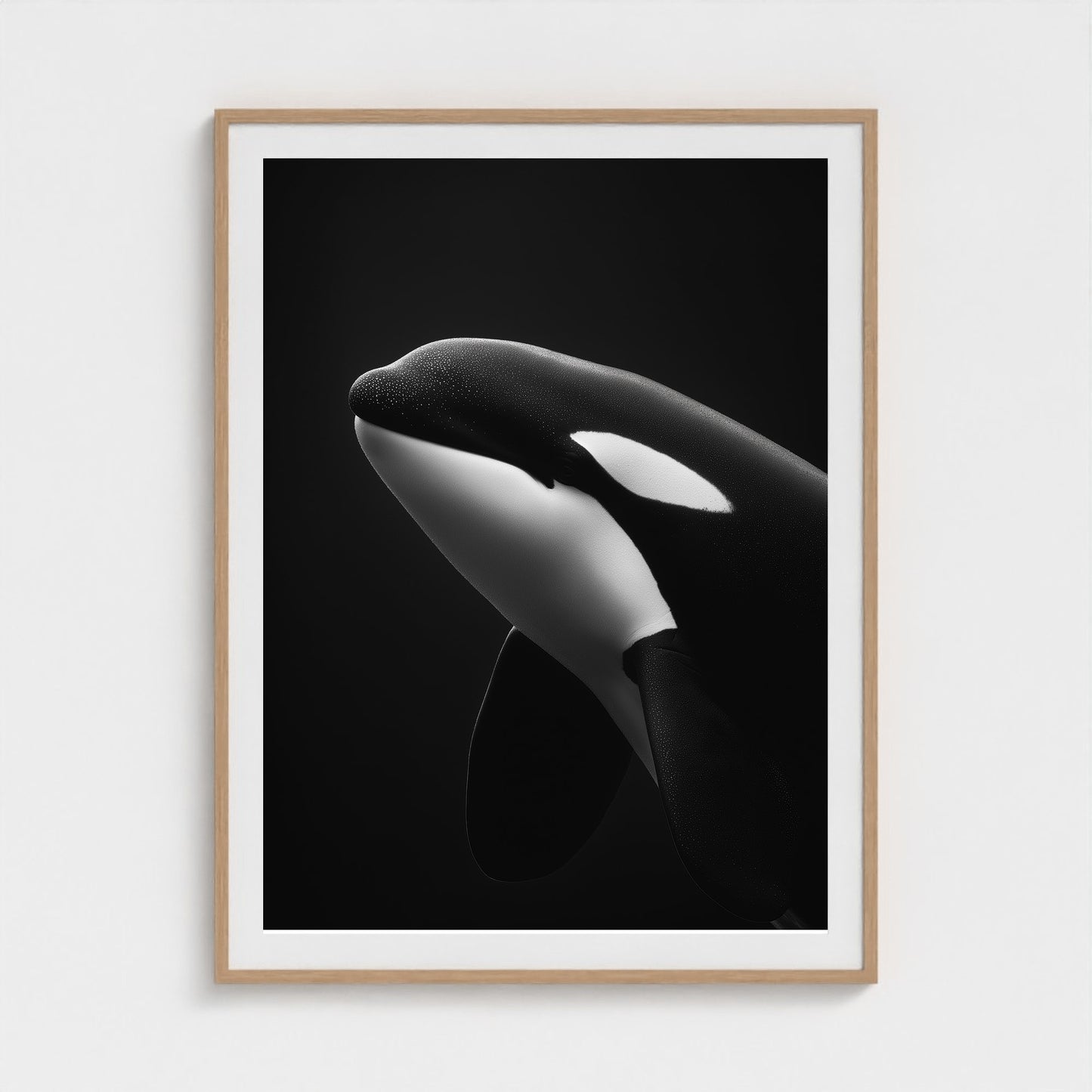 black-and-white-killer-whale-portrait-minimal-back-474a6497- 36x48-natural frame frame