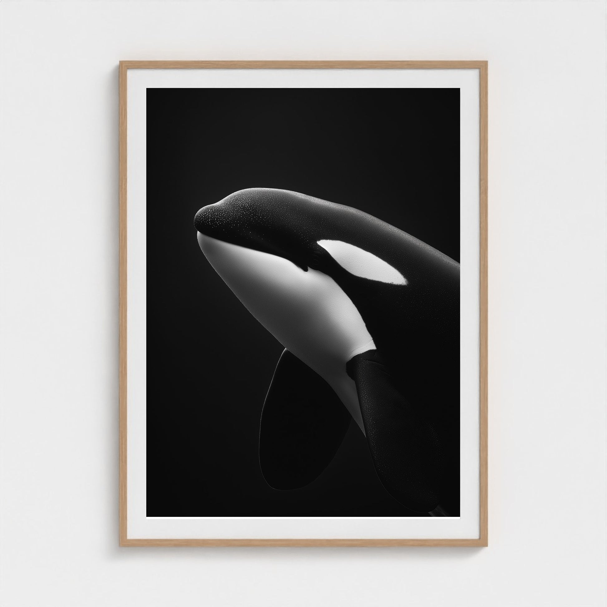 black-and-white-killer-whale-portrait-minimal-back-474a6497- 36x48-natural frame frame