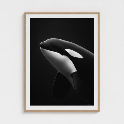 black-and-white-killer-whale-portrait-minimal-back-474a6497- 36x48-natural frame frame