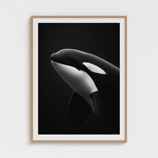 black-and-white-killer-whale-portrait-minimal-back-474a6497- 36x48-natural frame frame