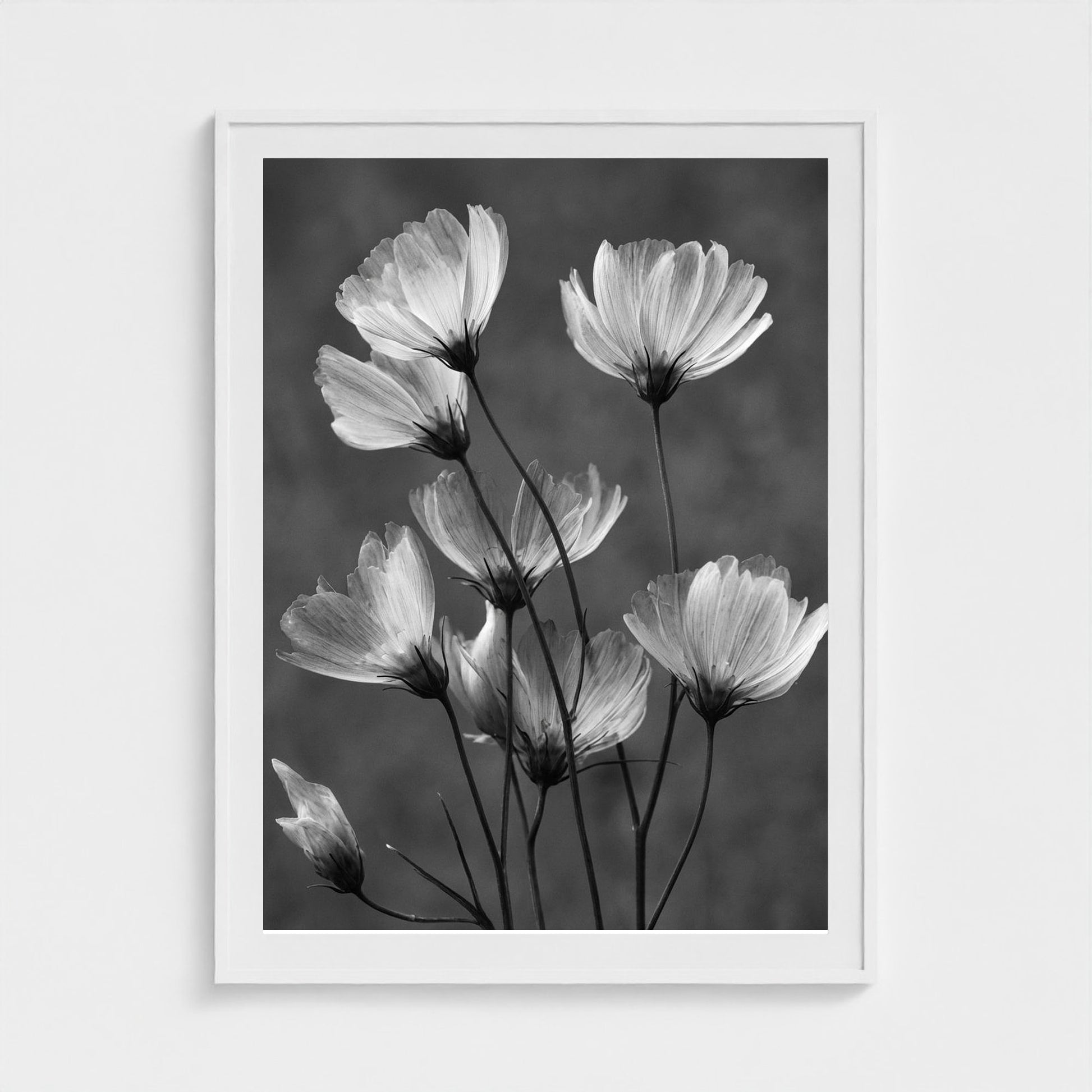 x-ray-floral-study-skeletal-petals-and-stems-lum 36x48-white frame frame