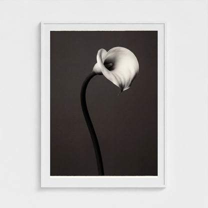 Calla Lily Wall Art — Monochrome Botanical Photography