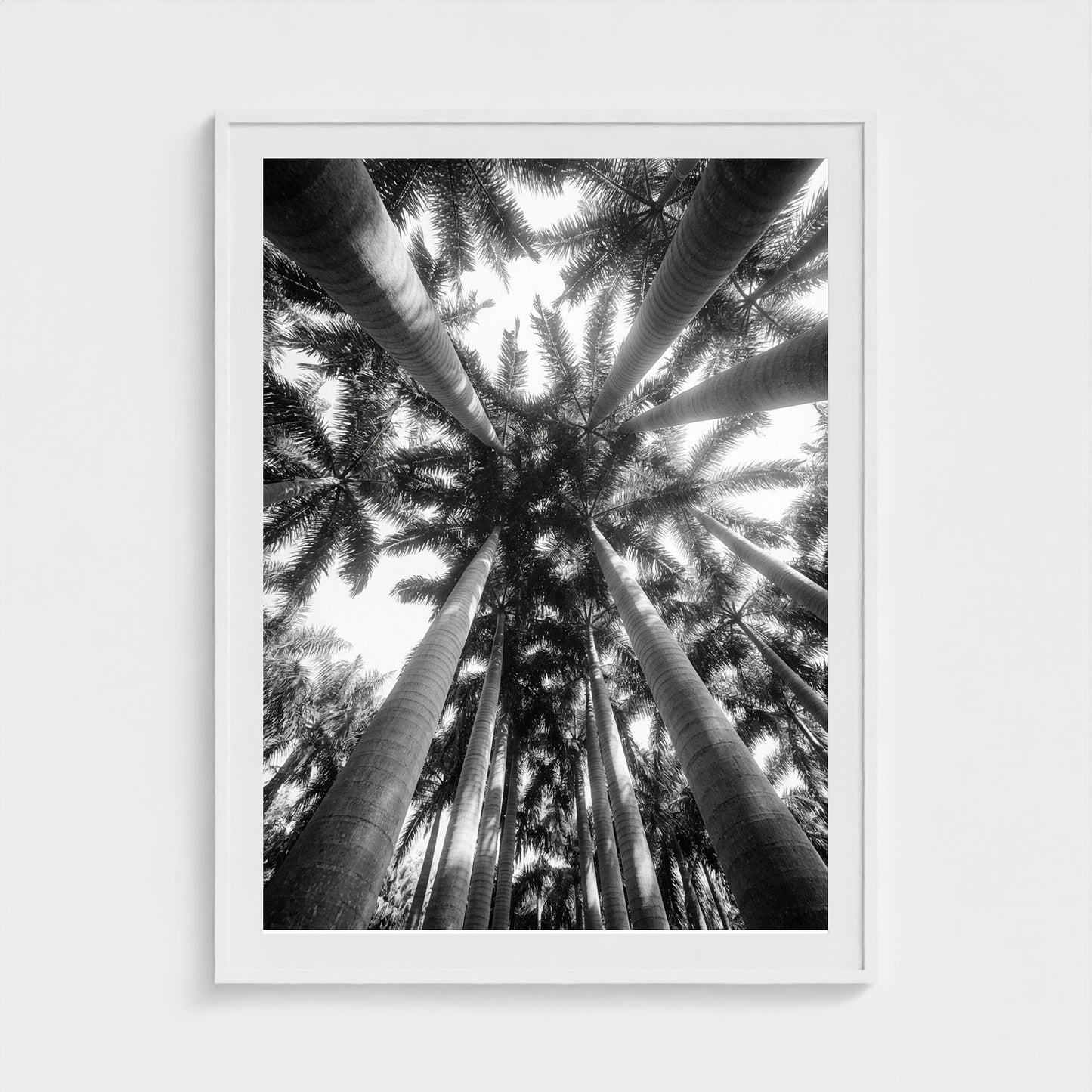 bw-palm-cathedral 36x48-white frame frame