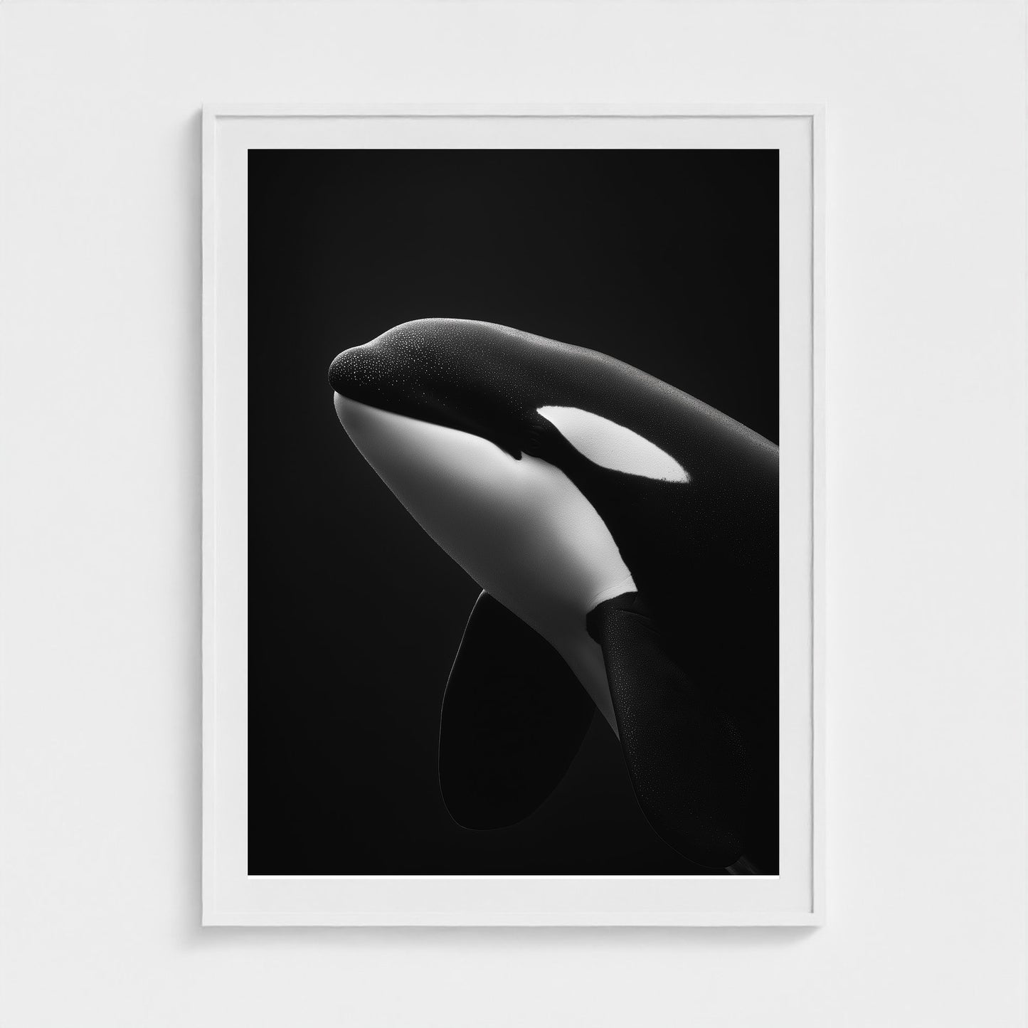 black-and-white-killer-whale-portrait-minimal-back-474a6497- 36x48-white frame frame